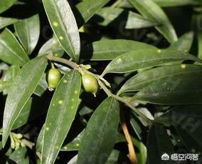 野生香水草的功效:农村山上常见的清香桂这种植物有何用途？有没有药用价值？