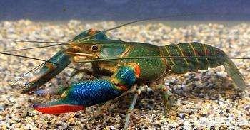 澳洲龙虾怎么养殖，养殖澳洲淡水龙虾的前景如何