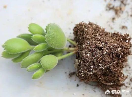 植物的营养元素:花卉市场花盆里是什么土？有哪些利于植物生长的元素？