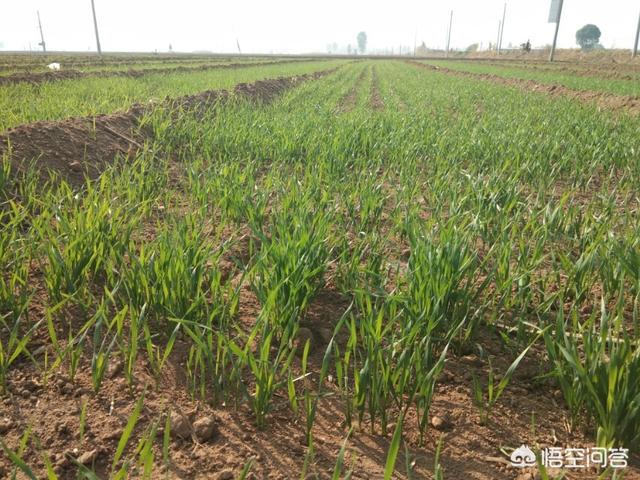 农村老话“冻死不烤灯头火,饿死不吃猫叼饭”是什么意思,你怎么看？