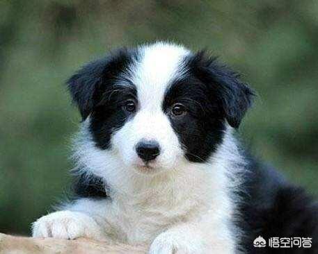 罗威纳幼犬到家:宠物到新家的准备工作有哪些呢？
