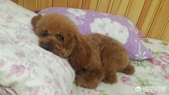 犬心保怎么喂给狗狗吃:泰迪狗吃避孕药后四五天了，己呕吐30小时，怎么治疗？