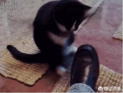 我与大狼狗的激情:如何让自家的暹罗猫打败邻居家的两只大狼狗？