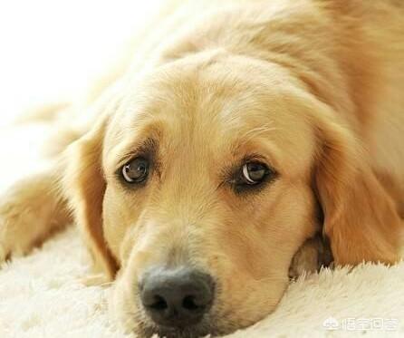 金毛寻回猎犬的价格行情:2018年金毛犬幼犬的价格是多少？有哪些购买渠道？