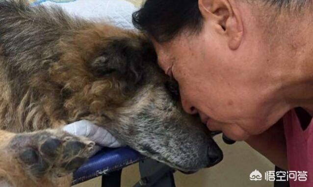 狗得了狗瘟抽搐安乐死:金毛得了犬瘟热开始抽搐甚至站不起来怎么办？