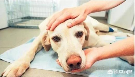 藏獒情末了网手机版:对狗狗实施安乐死，狗狗真的安乐吗？狗狗会痛苦吗？