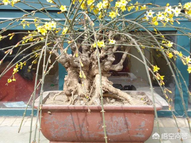 迎春花什么时候开花百度知道:你知道迎春花有什么特性，如何进行管理有什么技术？