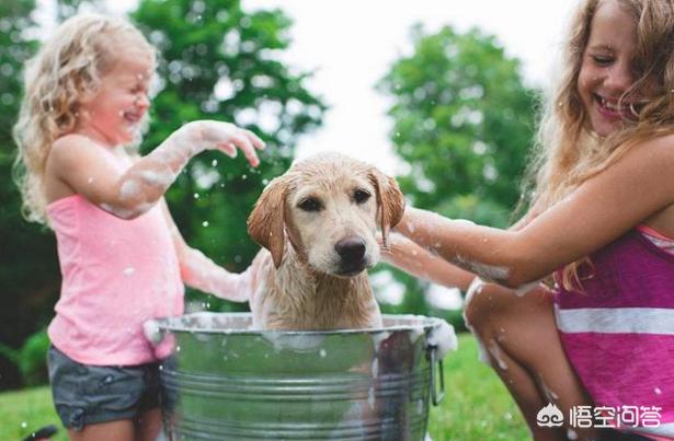 拉布拉多犬性格如何:拉布拉多犬的智商有多高？排第几？