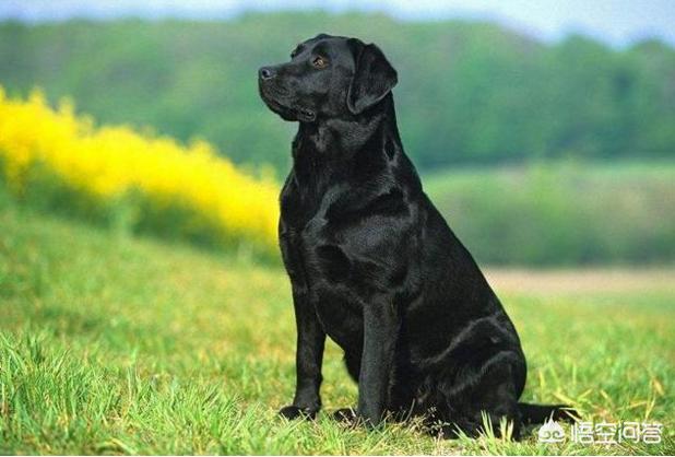 优质的拉布拉多犬性格特征有哪些:饲养拉布拉多犬有哪些禁忌？