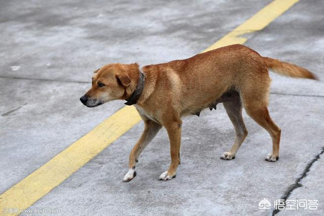 拳师犬论坛:排前10的狗狗都有哪些？