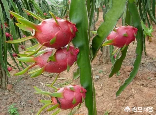 广西对中国重要吗，广西是全国重要的瓜果生产基地吗它的气候有何特点