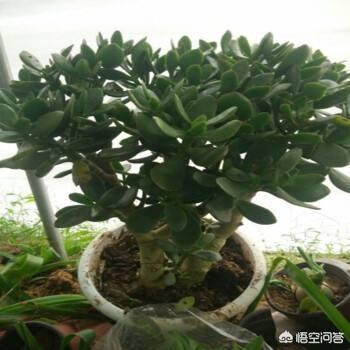燕子掌的作用:燕子掌不那么翠绿的原因是什么？