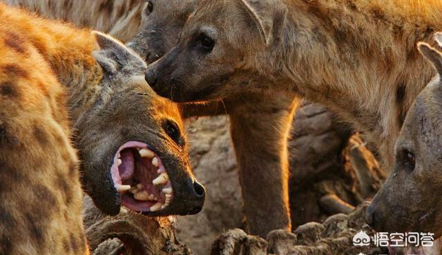 非洲鬣狗大战野狗:非洲鬣狗和野狗哪个厉害 两只体型最大的高加索可以打得过一只非洲鬣狗吗？为什么？