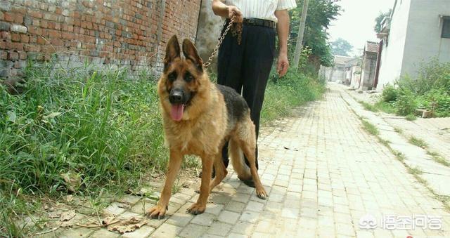德国牧羊犬怎样训练放羊:德国牧羊犬天生的使命是什么？