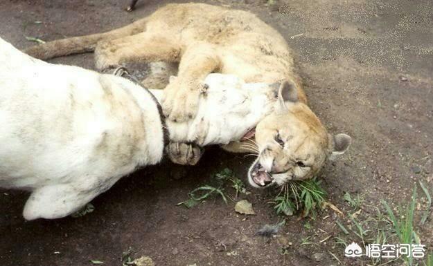 阿根廷獒犬的宠物知识:阿根廷獒犬 哪种狗是为了狩猎美洲狮培育而成的？有何依据？