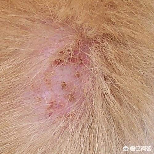 宠物狗皮肤病痒:狗狗身上瘙痒掉毛厉害怎么办？