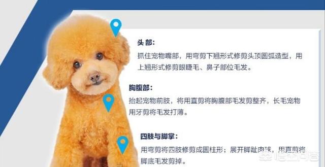 泰迪熊狗美容视频:能帮助泰迪狗美毛的成分有哪些？