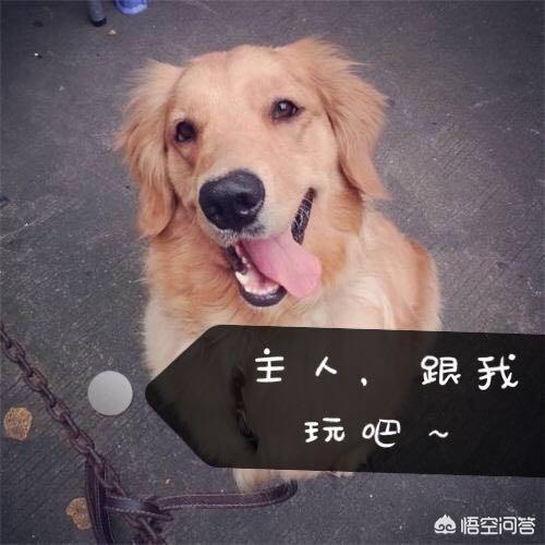 舔脚丫视频:狗狗和猫咪为什么没事就舔自己的脚丫子呢？难道很甜吗？