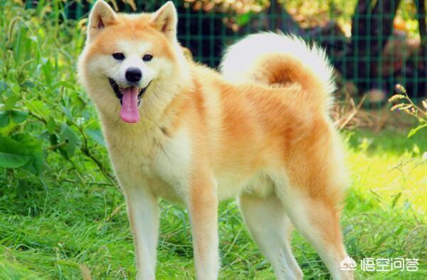 日本秋田犬价格:2018年秋田犬幼犬多少钱？可以从哪里买到？ 日本秋田犬价格