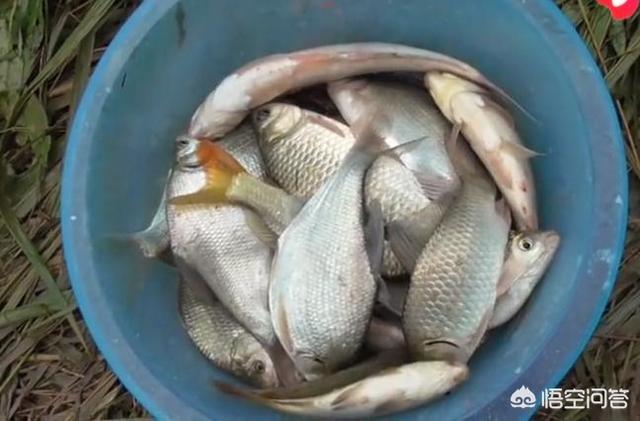 鱼饵料:同是钓鲫鱼、鲤鱼，野钓和黑坑的铒料有什么区别？