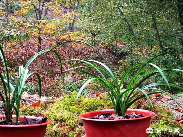 建兰吧:建兰大凤素上盆时，芦头是埋入植料中还是露出植料表面好？