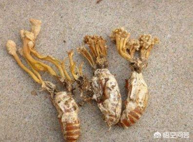 僵尸蚂蚁:“僵尸蚂蚁”的形成过程是怎样的？人类也会被寄生吗？