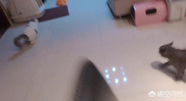 优爵宠物食品好不好:经常给猫咪吃零食，有必要吗？怎样养猫比较好？