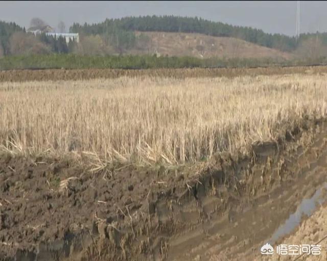 朱茵家的藏獒价值1200万:美国的萨德和俄罗斯的S400，哪个更强大些？