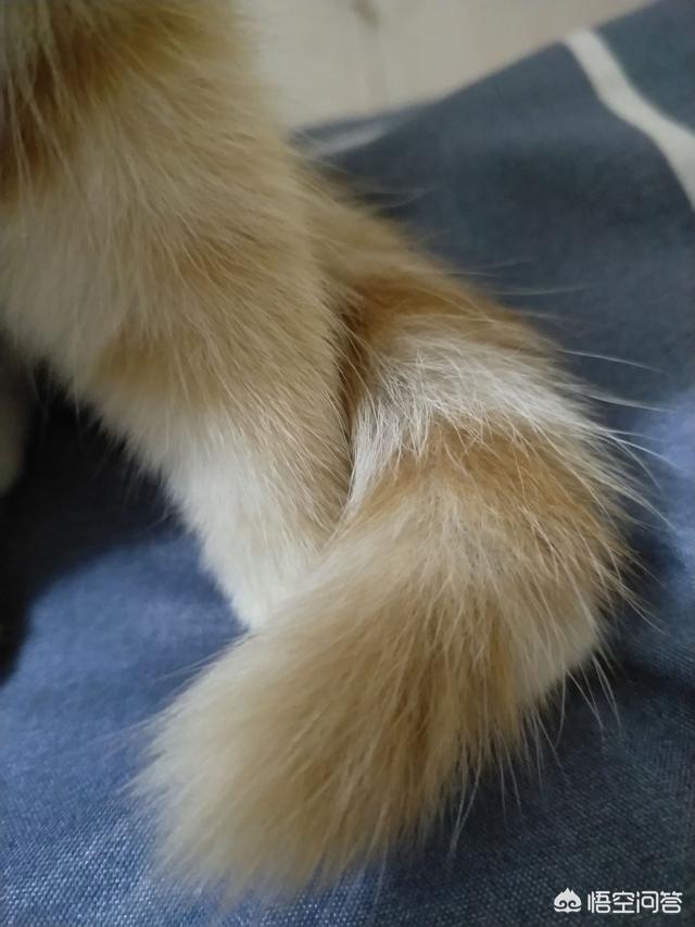 猫奴契约书 在线:外国历史上有哪些著名的猫奴？