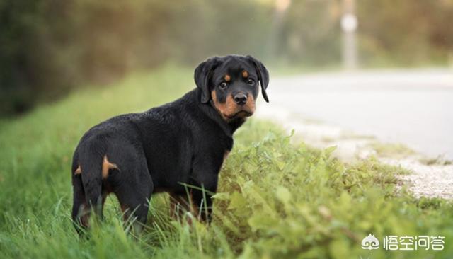 皇家护卫犬罗威纳:罗威纳犬价格怎么样？罗威纳犬好养吗？