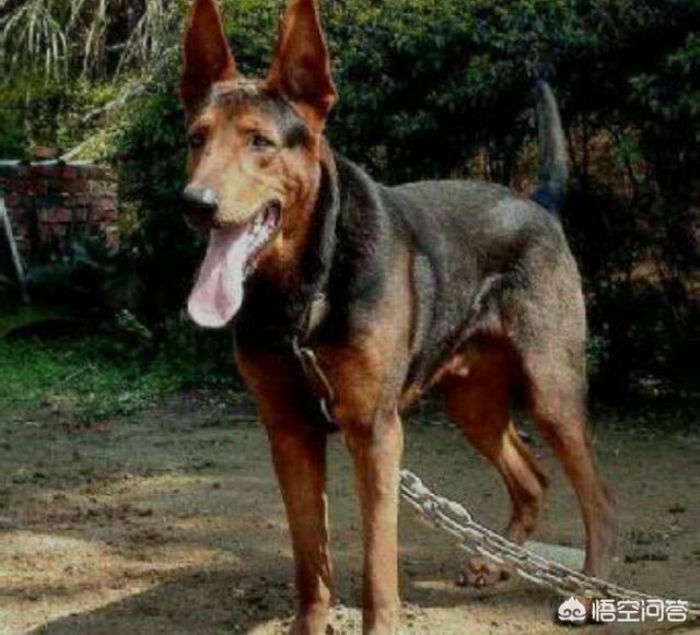 中国护卫犬网:我国的哪些狗比罗威纳更护主？为什么？