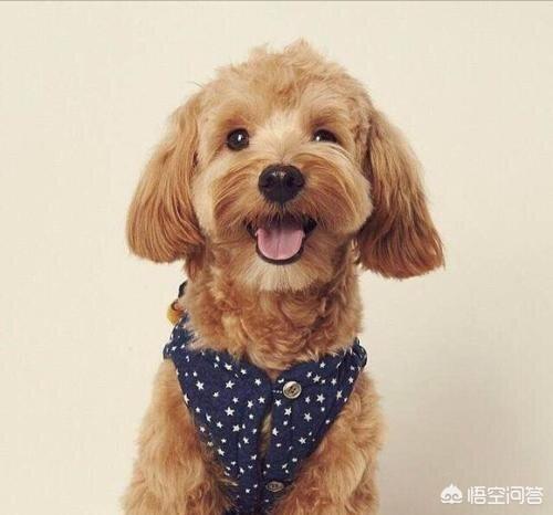 贵宾犬怎么养毛发好:养的泰迪的毛不长也不卷，而且长的还很凌乱怎么办？如何打理？ 贵宾犬毛发修剪图片