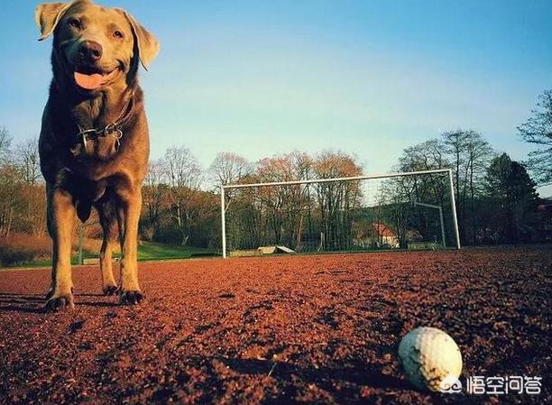 拉不拉多犬幼犬:拉布拉多犬的哪个成长阶段比较适合接受训练？