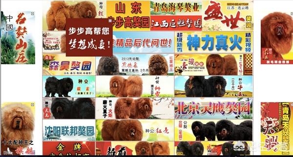 青海玉树藏獒市场:2018年快过完了，藏獒市场现在还火吗？ 玉树藏獒介绍搞笑