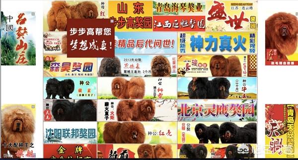 中国藏獒展览会展会报告:2018年快过完了，藏獒市场现在还火吗？