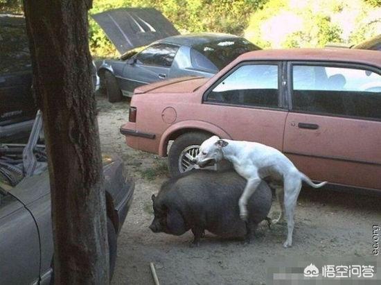 头条问答 大型犬发情期时间长吗 大型犬和小型犬的发情期时间有差别吗 12个回答