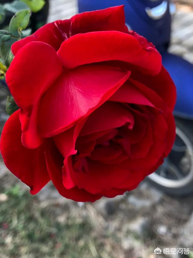 头条问答 玫瑰和月季的花哪个有很浓的香味 你怎么评价 12个回答