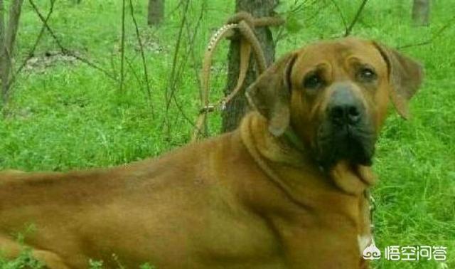 日本土佐犬打架:全世界最具护卫的犬种是哪一种？ 日本土佐犬打斗视频