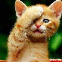 可爱的猫咪:什么猫适合家养，要可爱，温顺不会抓家具的？