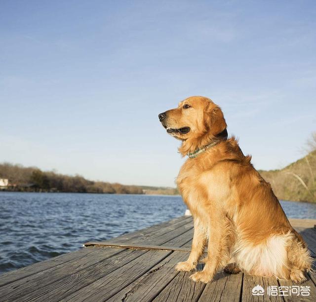 拉布拉多犬和金毛哪个好犬好:拉布拉多好养还是大金毛好养，幼崽的市场价大概是多少？