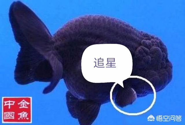 头条问答 怎么辨别金鱼的雌雄 来自乌托邦的回答 0赞
