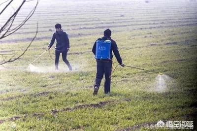 麦田多花黑麦草怎么防除:用什么农药可以除掉麦田里的菵草？