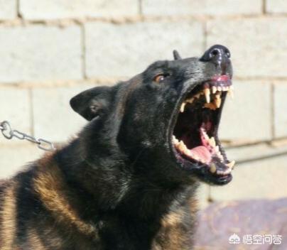 细犬猎兔视频:五六个月的细狗看见兔子不撵怎样训练？