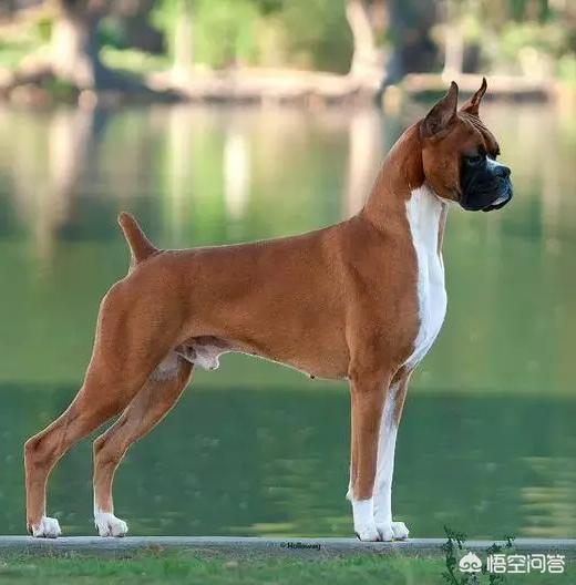 丰山犬:丰山犬教 韩国有像日本柴犬一样的本土犬种吗？