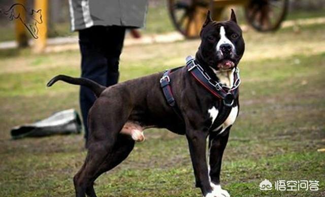 斯塔福郡斗牛梗:养一只斯塔福犬是一种什么体验？ 斯塔福郡斗牛梗犬图片