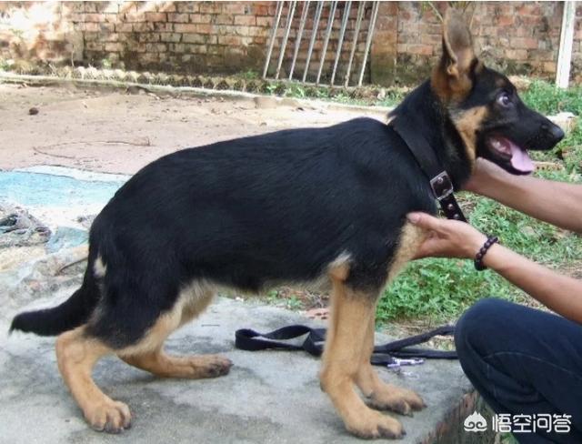 小德国牧羊犬图片:怎样挑选德国牧羊犬的幼崽？ 小德国牧羊犬图片大全