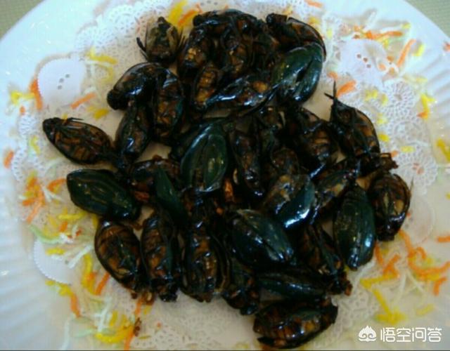 水鱼图片:很多人喜欢吃农村水塘里的老鳖虫，它有什么营养价值？