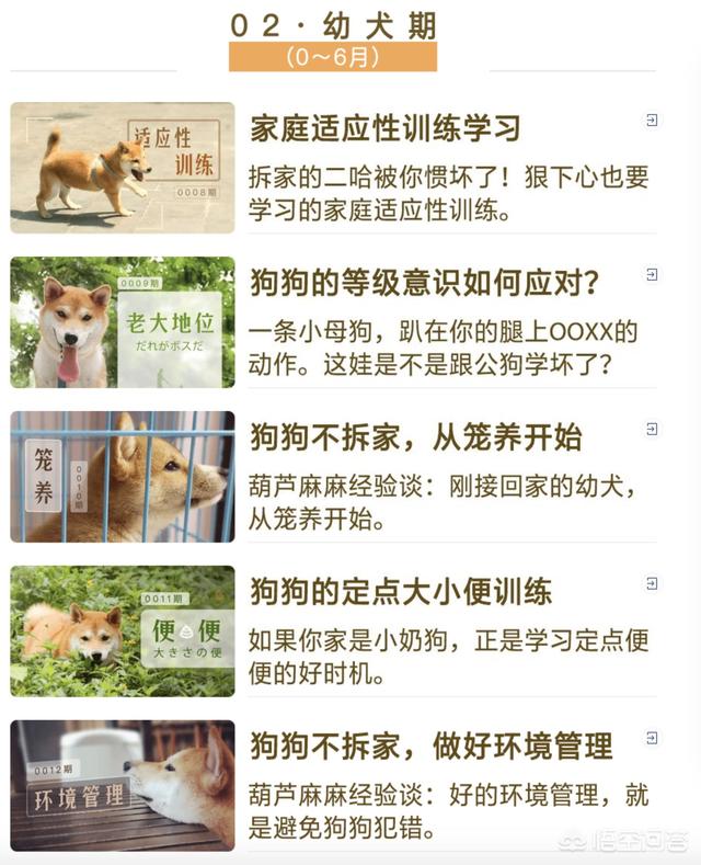 狗狗训练百科道客巴巴:哈士奇什么时期最好训练？该怎么训练？
