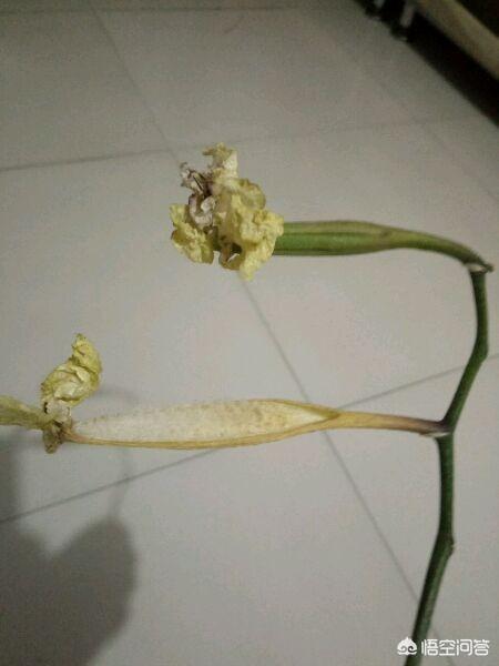 金蝴蝶兰花的种植方法:兰花的种植方法和时间 庭院种植蝴蝶兰，如何播种繁殖和养护管理？