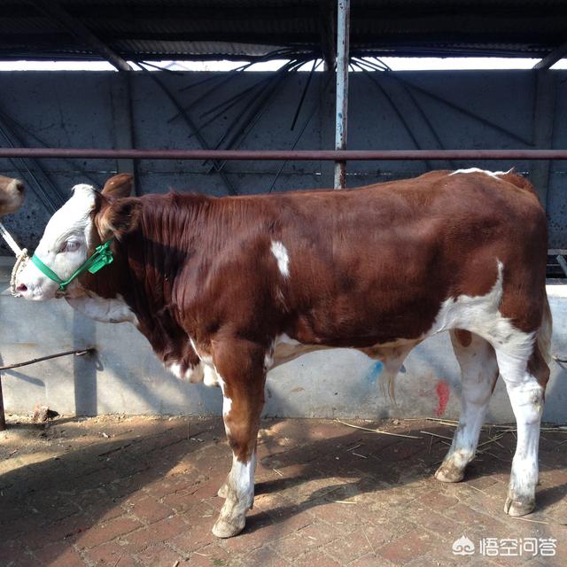 刚出生的公奶牛多少钱:初次养牛，是养母牛还是肉牛，两种牛的养殖成本哪个高？